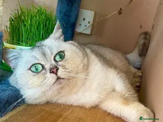 Scottish Fold cats Imported silver chinchilla Scottish fold - Advert 2