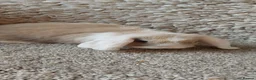 Mini Lop rabbits for sale: READY 8WEEKS OLD  minilop baby doe - Advert 2