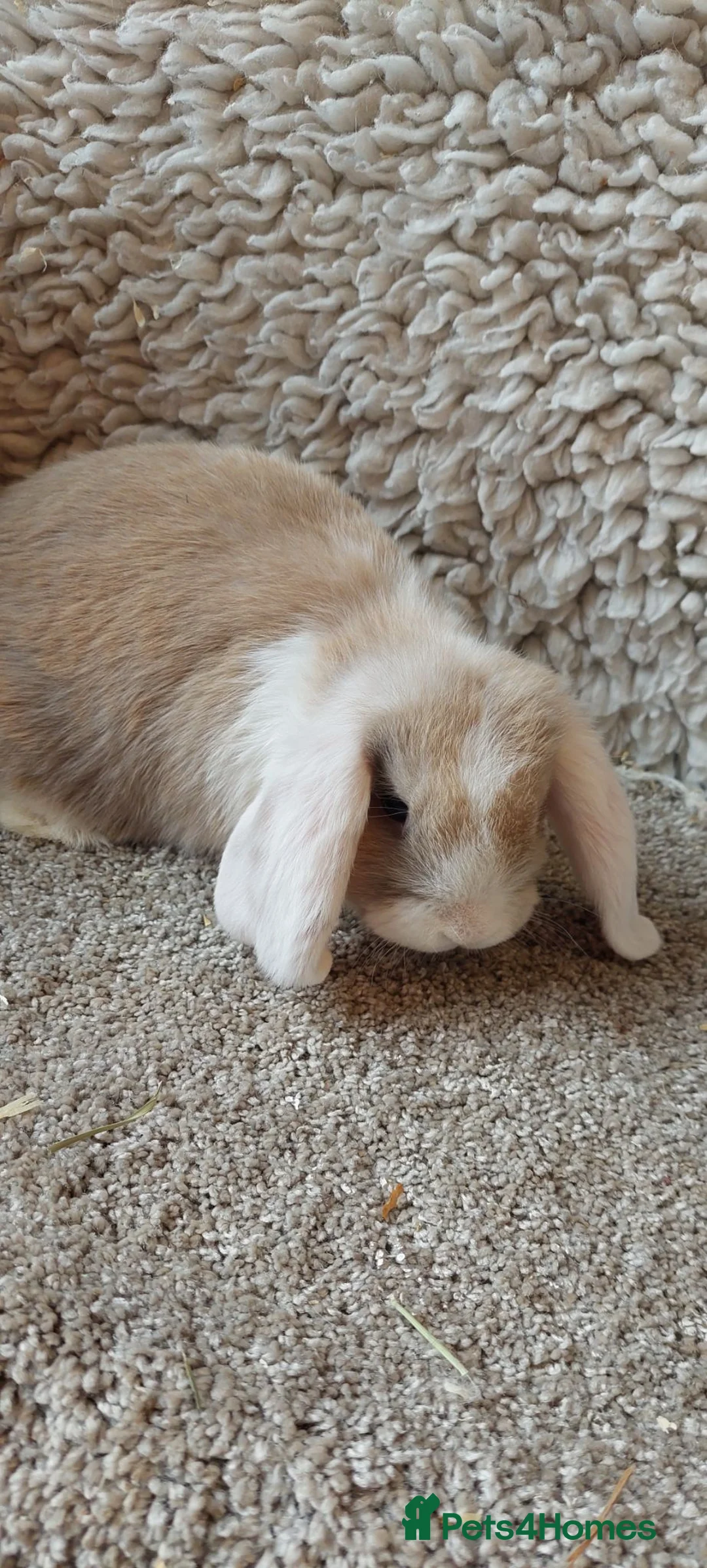 Mini Lop rabbits for sale: READY 8WEEKS OLD  minilop baby doe - Advert 2