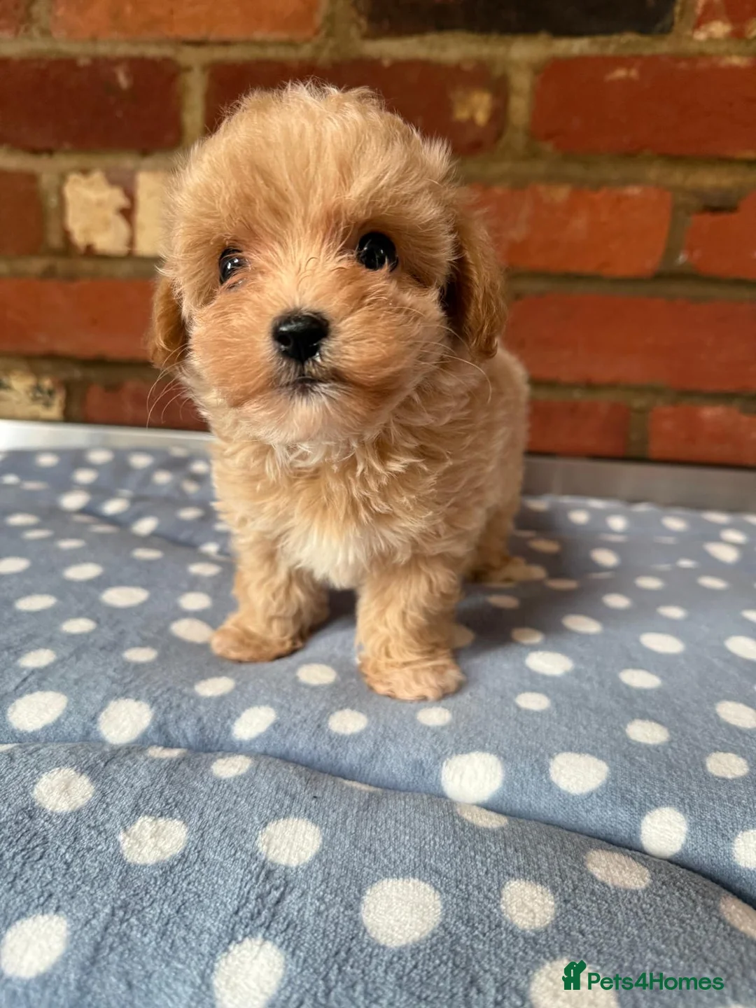 Toy Poodle dogs for stud:  **  Deep Mahogany Red Asian poodle Stud in Romford - Advert 12