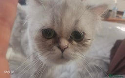 Persian cats for sale: Persian chinchilla female  - Image 3