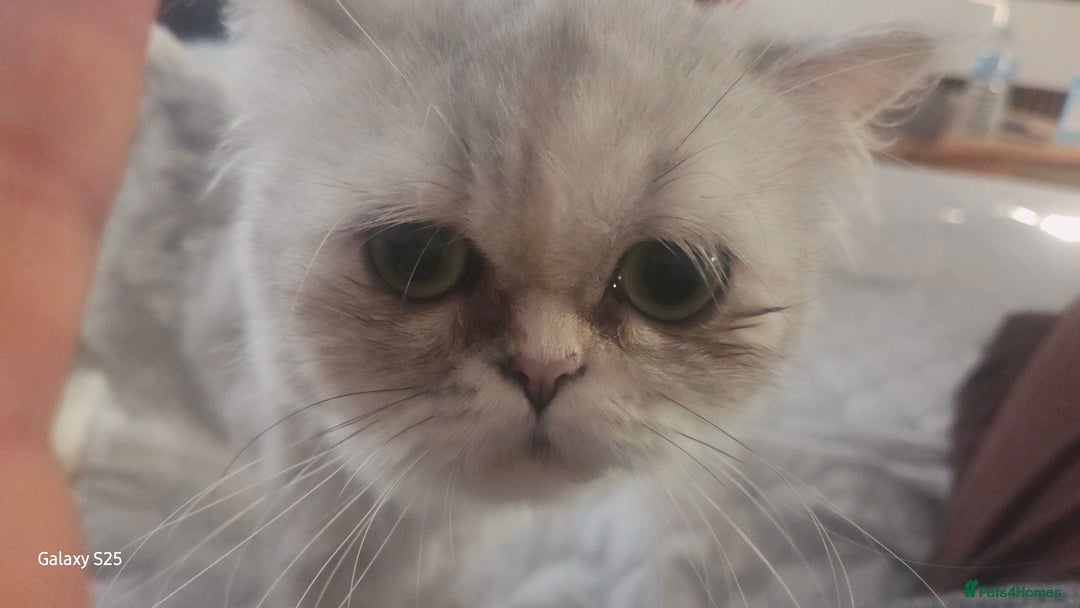 Persian cats for sale: Persian chinchilla female  - Image 3