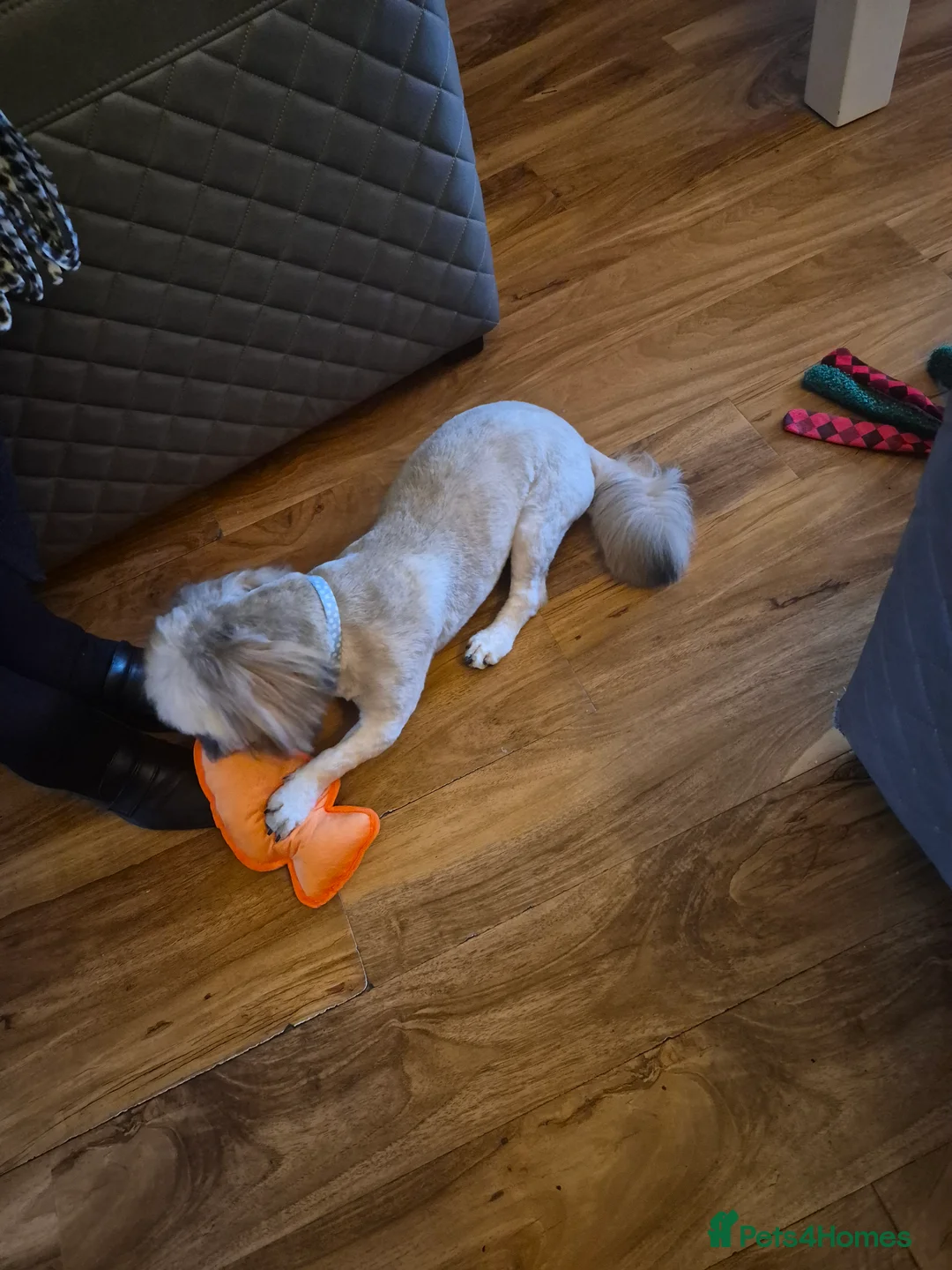 Shih Tzu dogs for sale: 8 month old shih tzu (teddy) - Advert 4