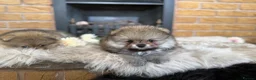 Pomeranian dogs for sale: ✨ Exclusive Teddy Bear Face Pomeranian Puppies ✨ - Advert 27