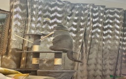 British Shorthair cats for sale: Purebred British Shorthair Male cat - Advert 4