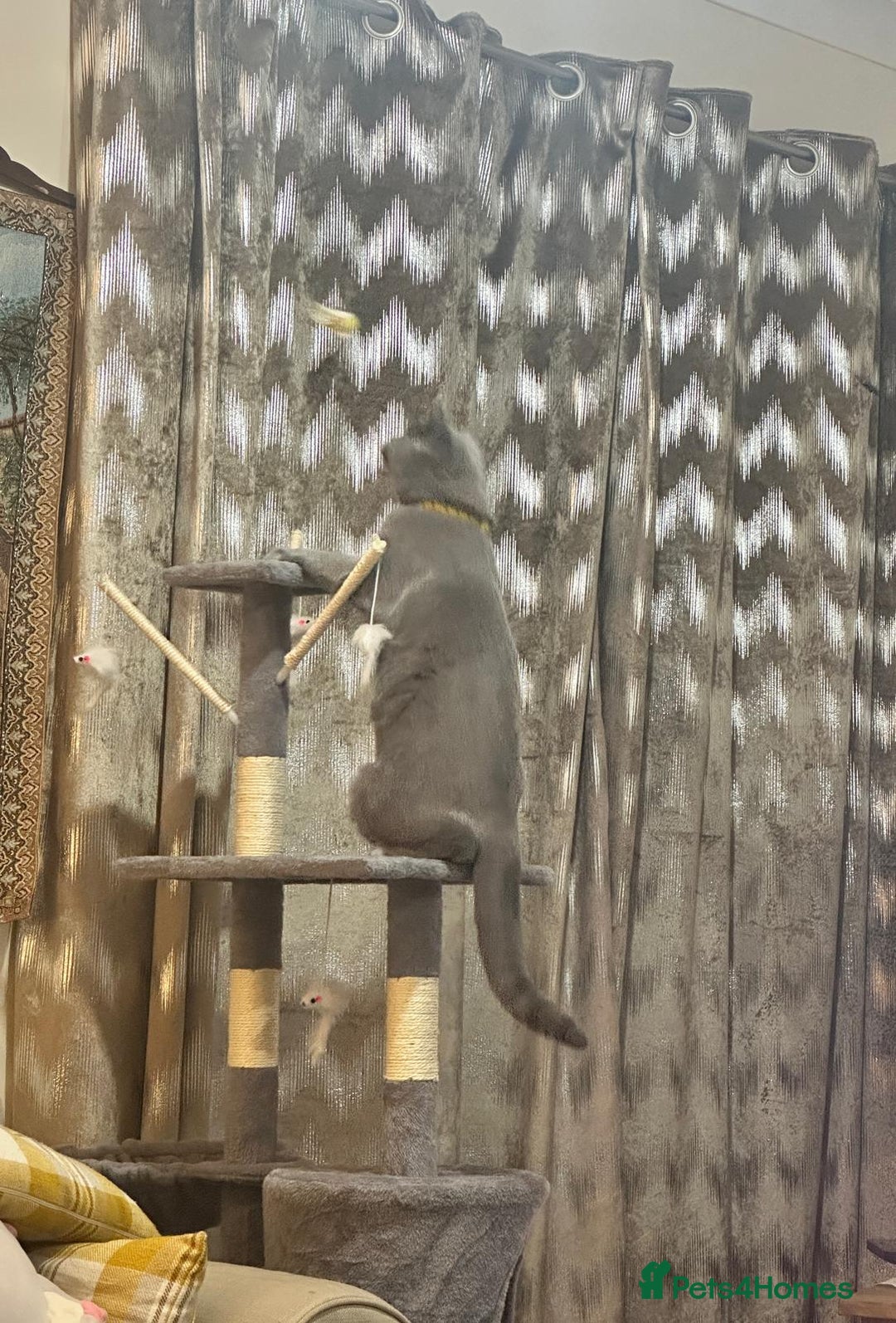 British Shorthair cats for sale: Purebred British Shorthair Male cat - Advert 4