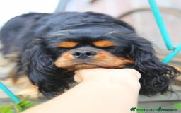 Cavalier King Charles Spaniel dogs for sale: 💖KC Registered Cavalier King Charles Spaniel Pups - Image 13