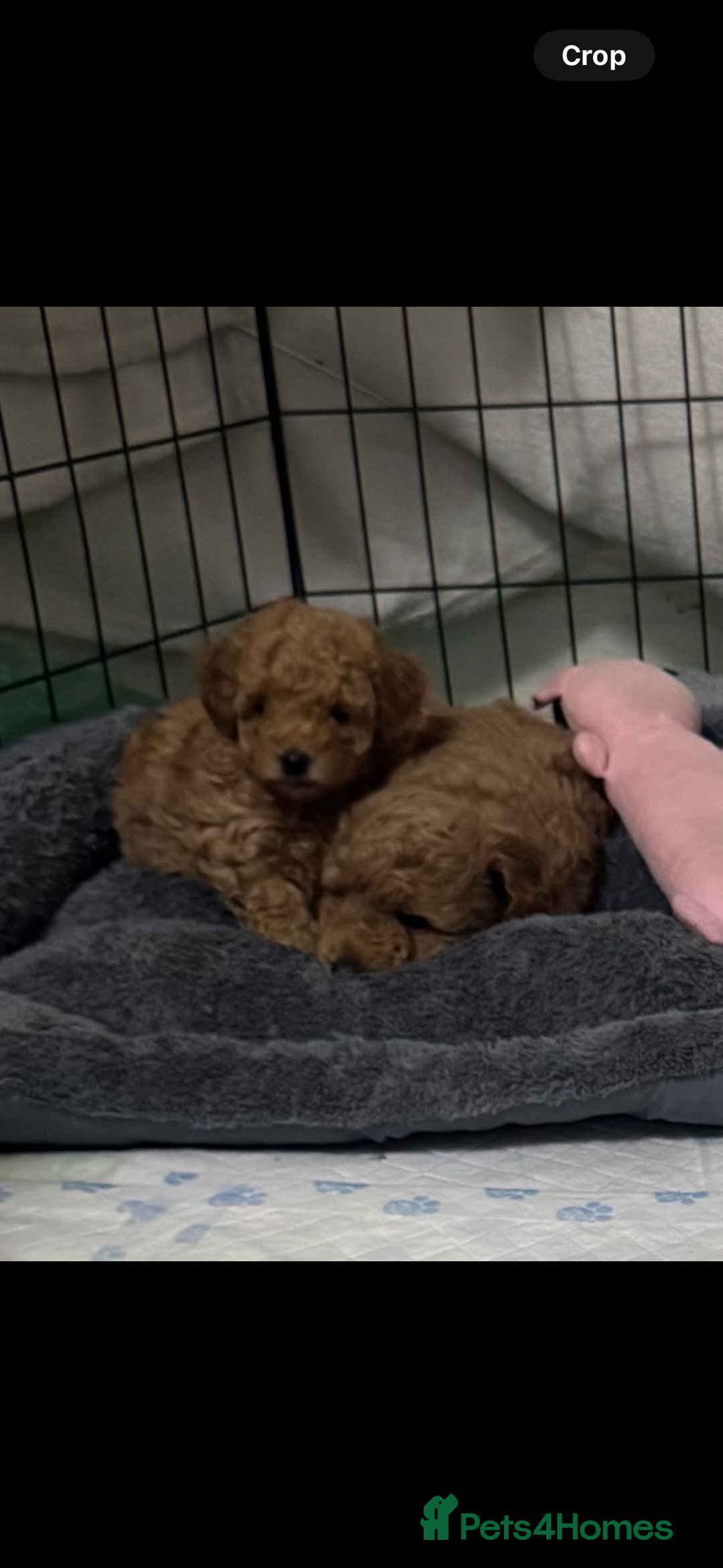 Toy Poodle dogs for sale: Stunning toy poodles  - Image 32
