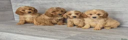 Cockapoo dogs for sale: Stunning red F1 cockapoo boys and girls READY NOW - Advert 15