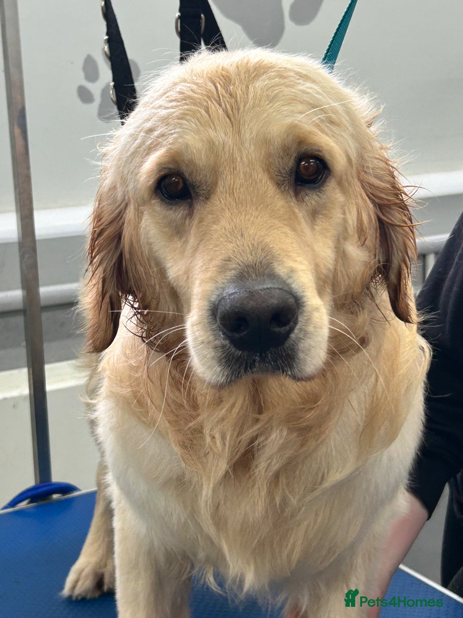 Golden Retriever dogs Handsome KC registered golden retriever for stud  - Advert 3