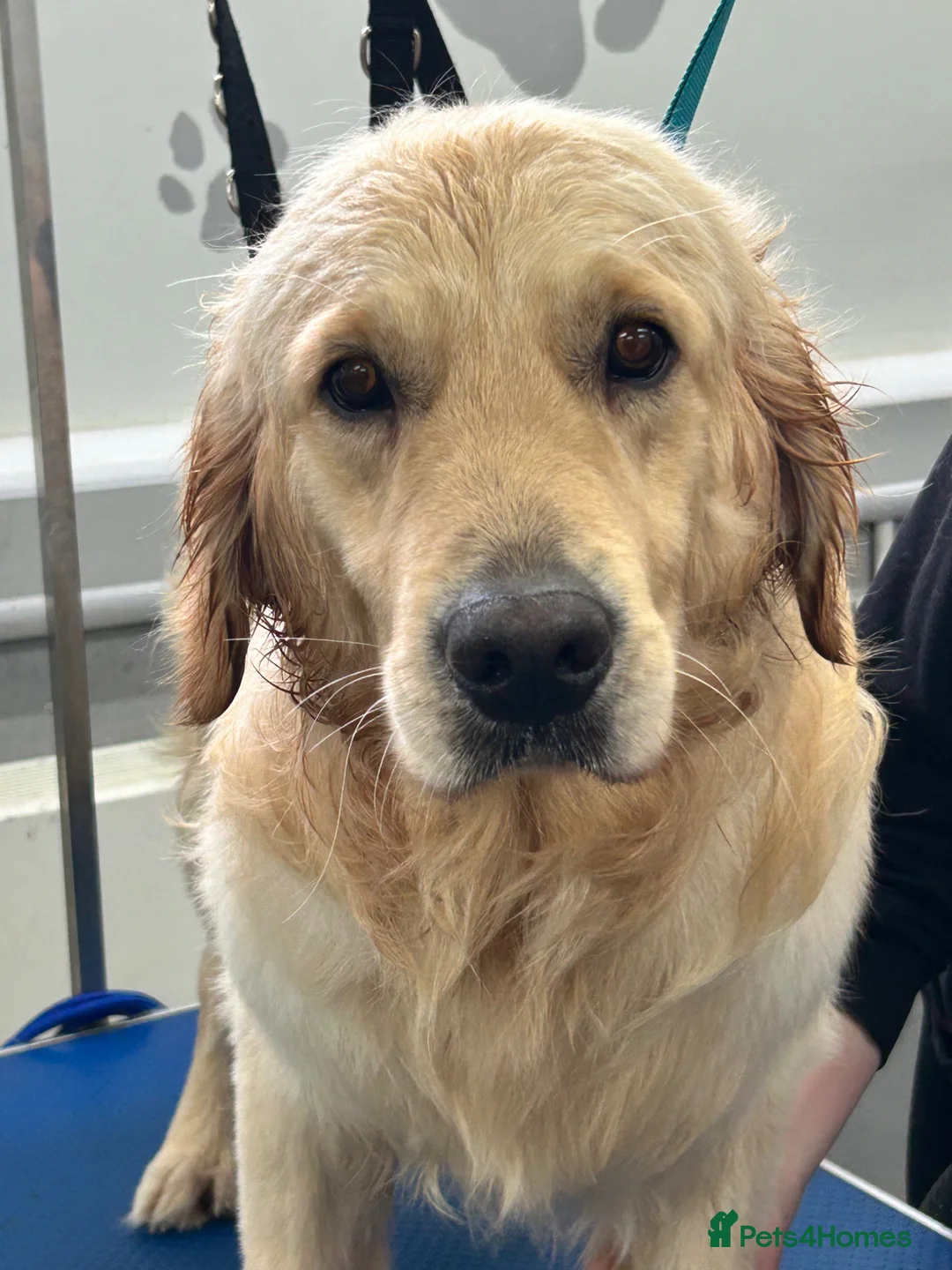 Golden Retriever dogs for stud: Handsome KC registered golden retriever for stud  - Advert 1