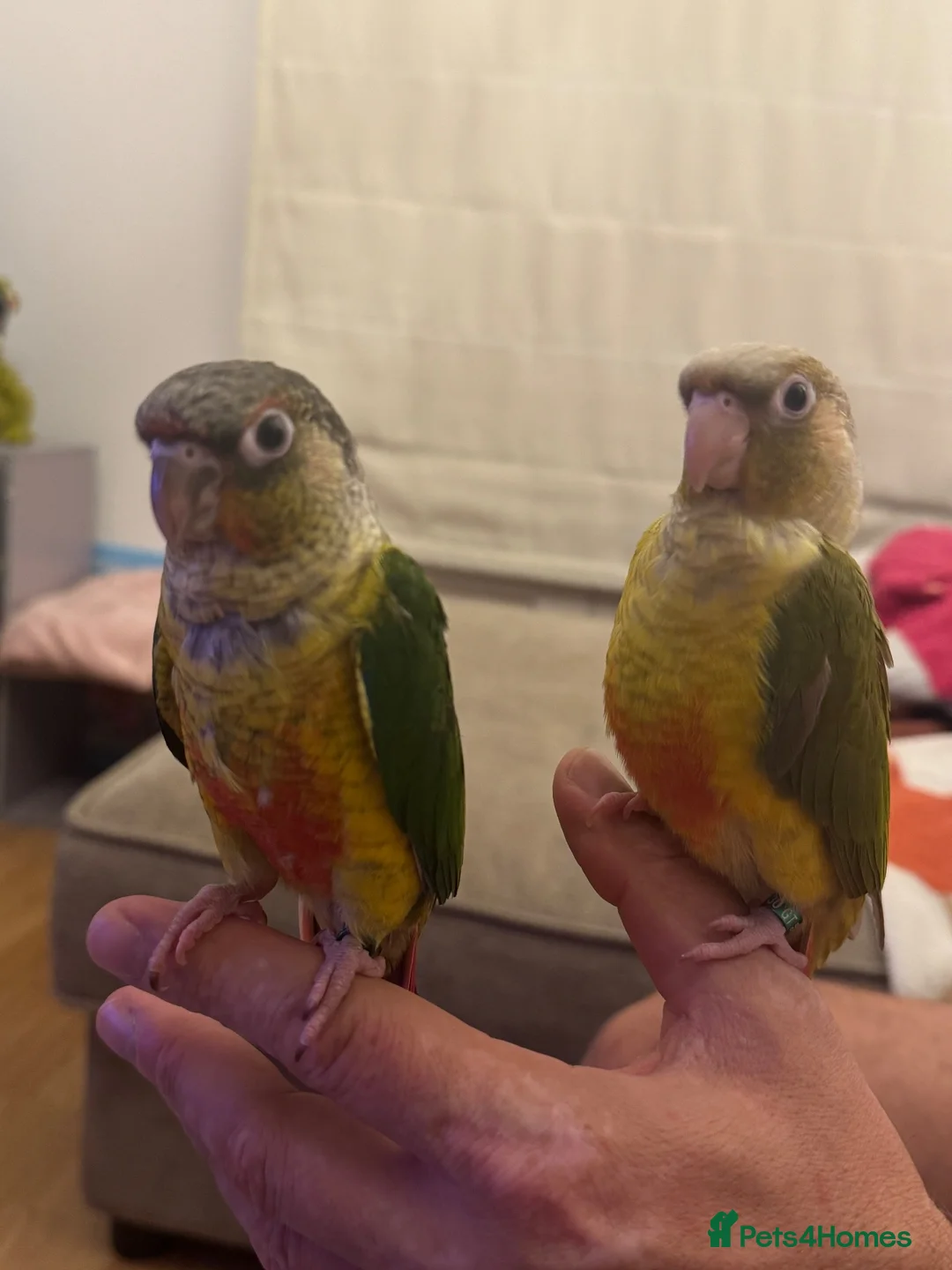 Conures birds for sale: 2 Tamed baby conures for sale  - Advert 2