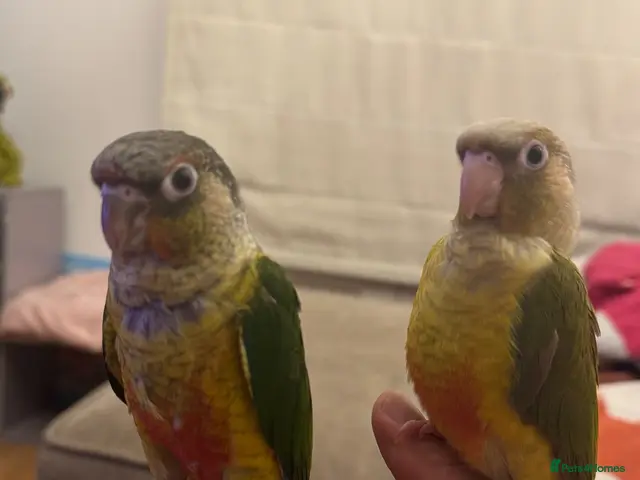 Conures birds 2 Tamed baby conures for sale - Advert 2