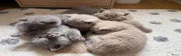 British Shorthair cats for sale: Adorable British Shorthair Kittens  in Coventry - Advert 17