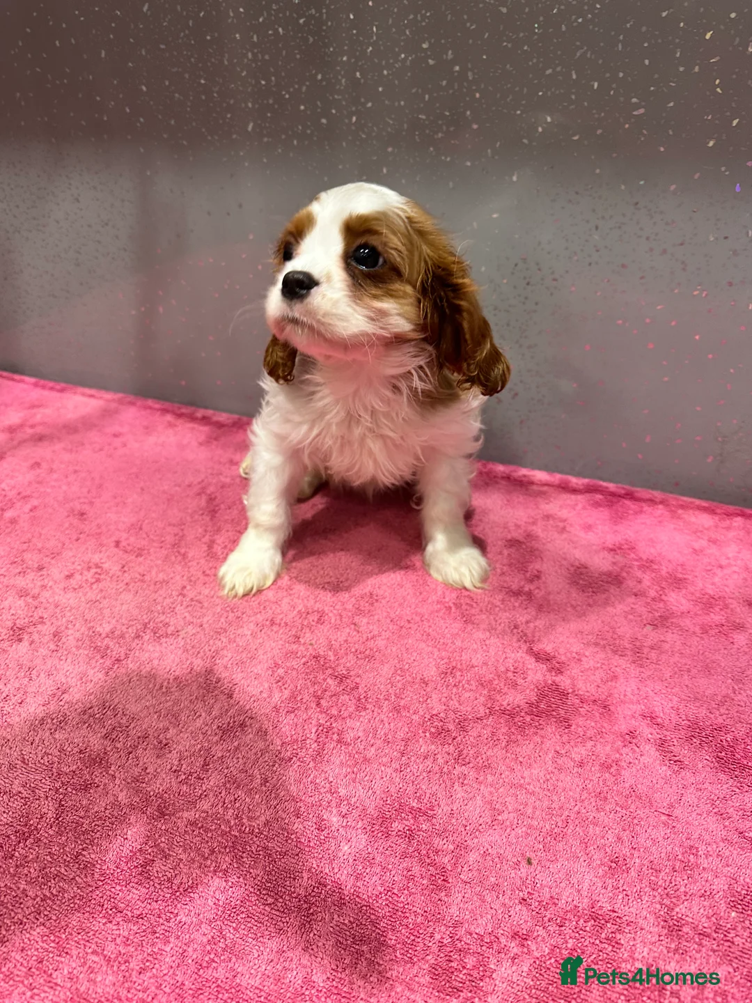 Cavalier King Charles Spaniel dogs for sale: Adorable Cavalier King Charles Spaniels - Advert 11