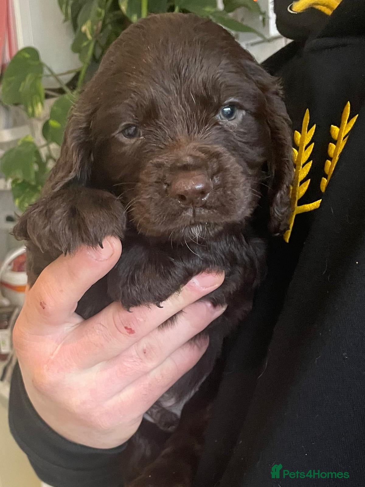 Sprocker dogs A beautiful litter docked Sprocker Spaniel puppies - Advert 9