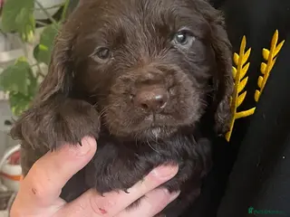 Sprocker dogs A beautiful litter docked Sprocker Spaniel puppies - Advert 9