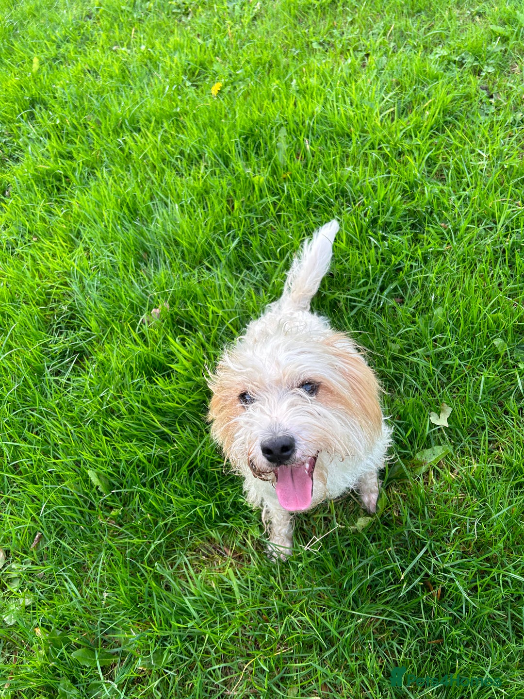 Jack Russell dogs for sale: beautiful jack Russell puppies - Image 8