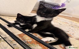 British Shorthair cats for sale: Two beautiful tuxedo boys. - Advert 1