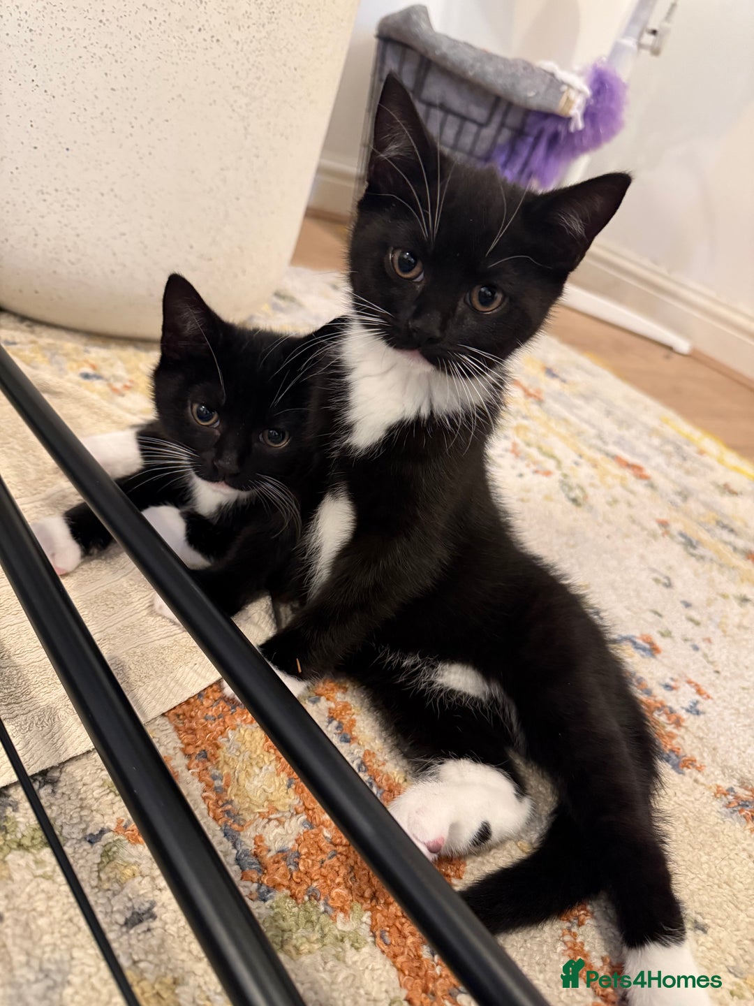 British Shorthair cats for sale: Two beautiful tuxedo boys. - Advert 1