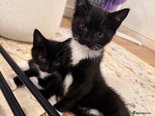 British Shorthair cats for sale: Two beautiful tuxedo boys. - Advert 1