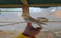 Cockatiels birds for sale: Silly hand tamed baby cockatiels for sale  - Advert 14