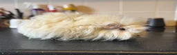 Guinea Pig rodents for sale: Selection of guinea pigs looking for new homes  - Advert 17