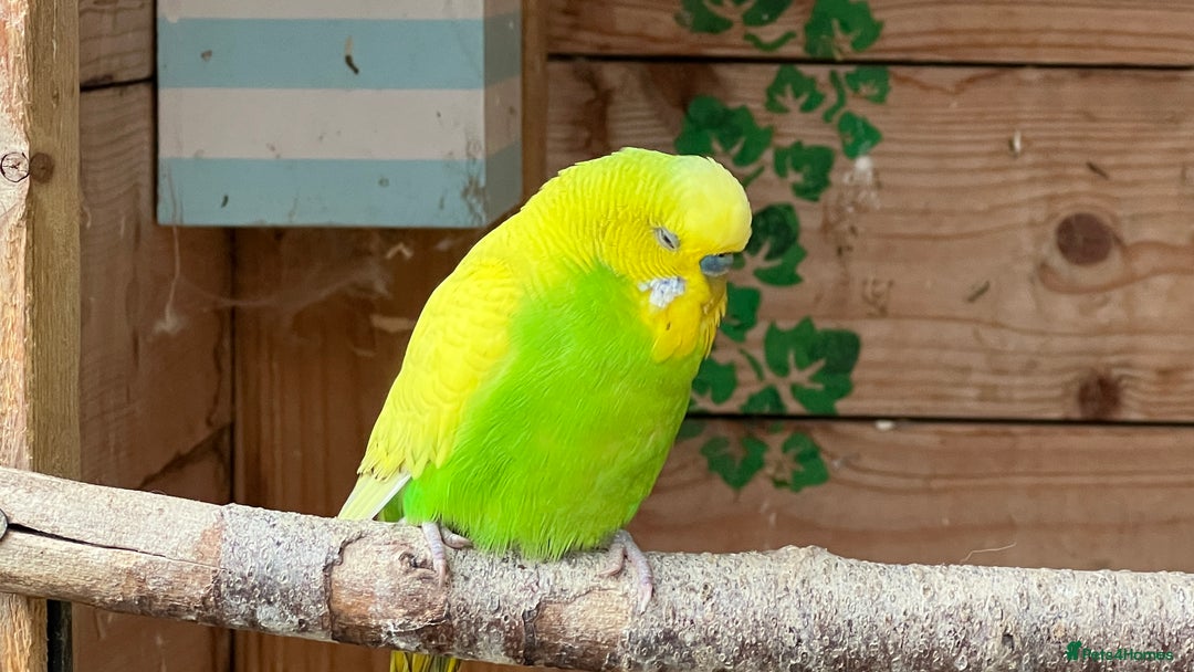 Budgerigars birds for sale: Budgies for sale - Image 3