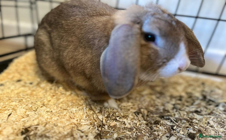 Mini Lop rabbits - Advert 10