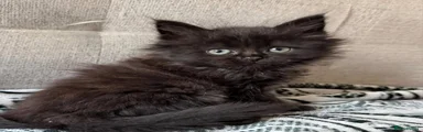 Maine Coon Kitten 1