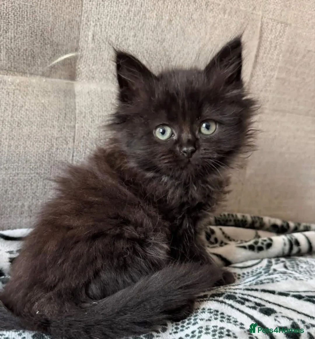Maine Coon cats for sale: 4 remaining kittens - Maincoons pure breed  - Advert 2