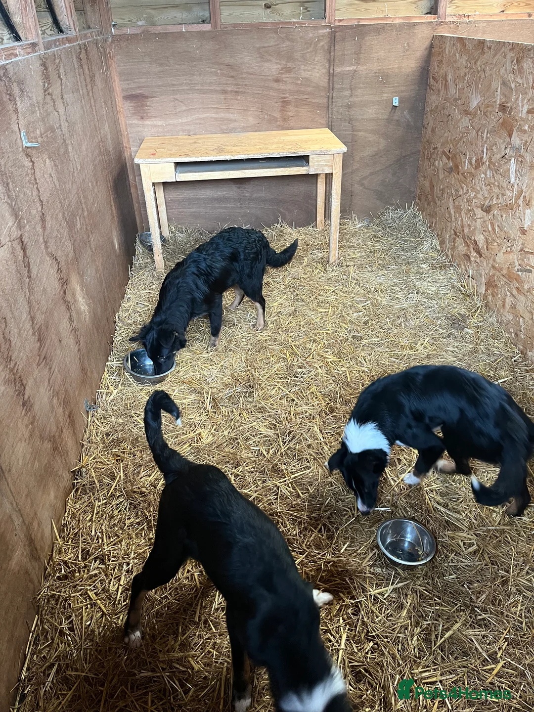 Mixed Breed dogs for sale: 4 month old pups  - Advert 2