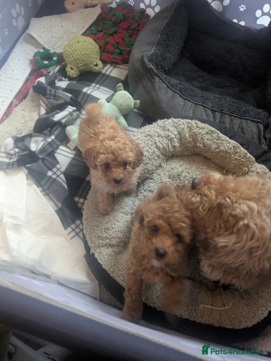 Toy Poodle dogs for sale: Toy poodle pups - Advert 2