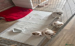 Maltipoo dogs for sale: Maltipoo puppies - Image 2