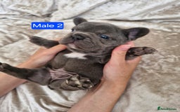 French Bulldog dogs for sale: French Bulldog Puppies  - Image 28