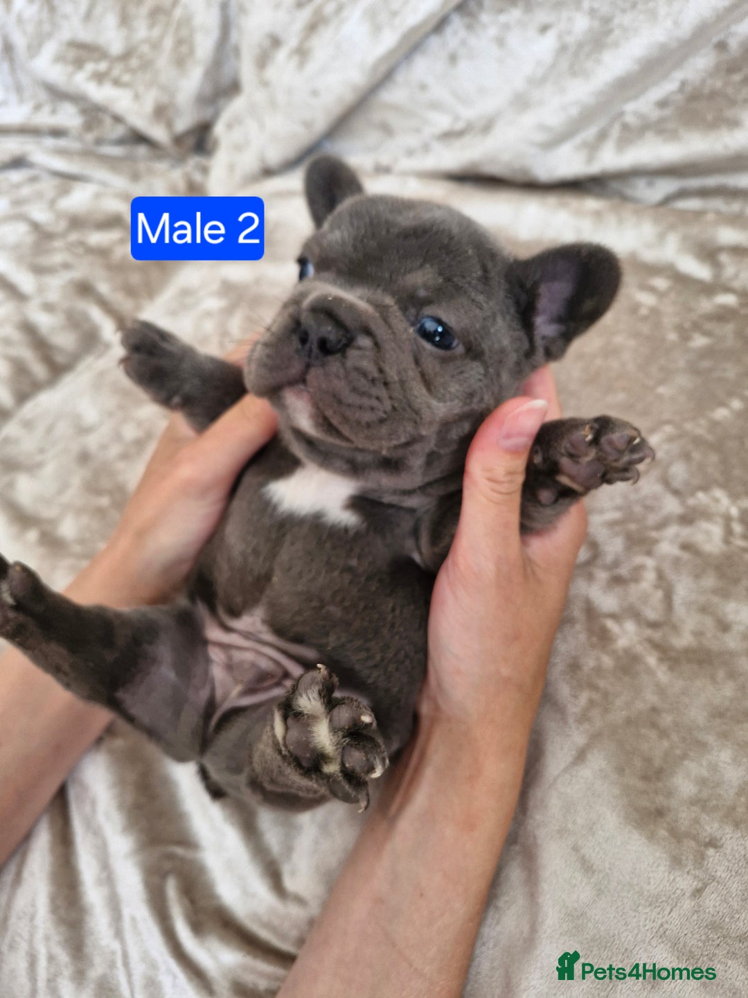 French Bulldog dogs for sale: French Bulldog Puppies  - Image 28