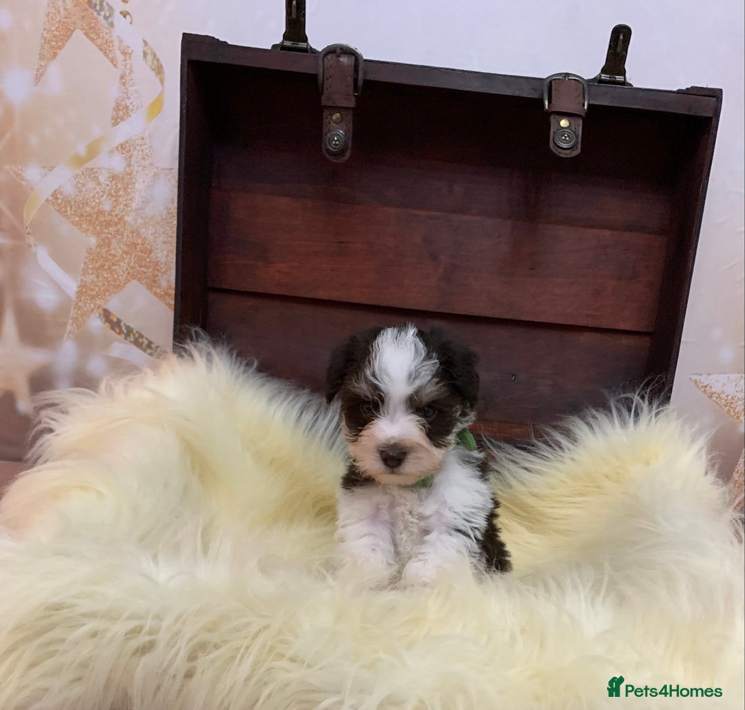 Miniature Schnauzer dogs for sale: 5* LICENSED - KC MINI (TOY) SCHNAUZER CHOCOLATE  - Advert 30