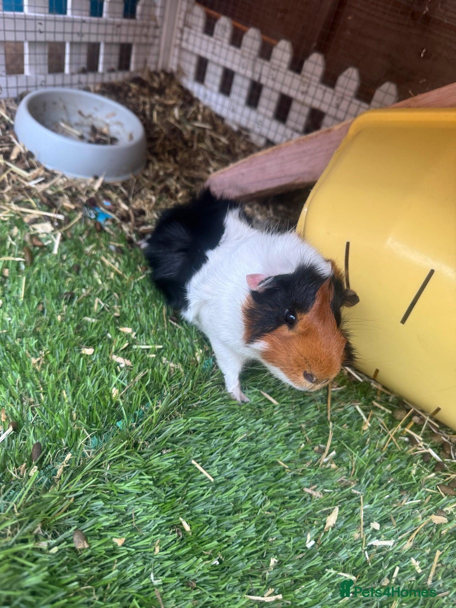 Guinea Pig rodents Male Guinea pigs  - Advert 8