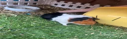 Guinea Pig rodents for sale: Male Guinea pigs  - Advert 1