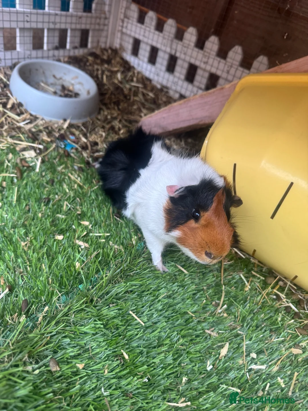 Guinea Pig rodents for sale: Male Guinea pigs  - Advert 1