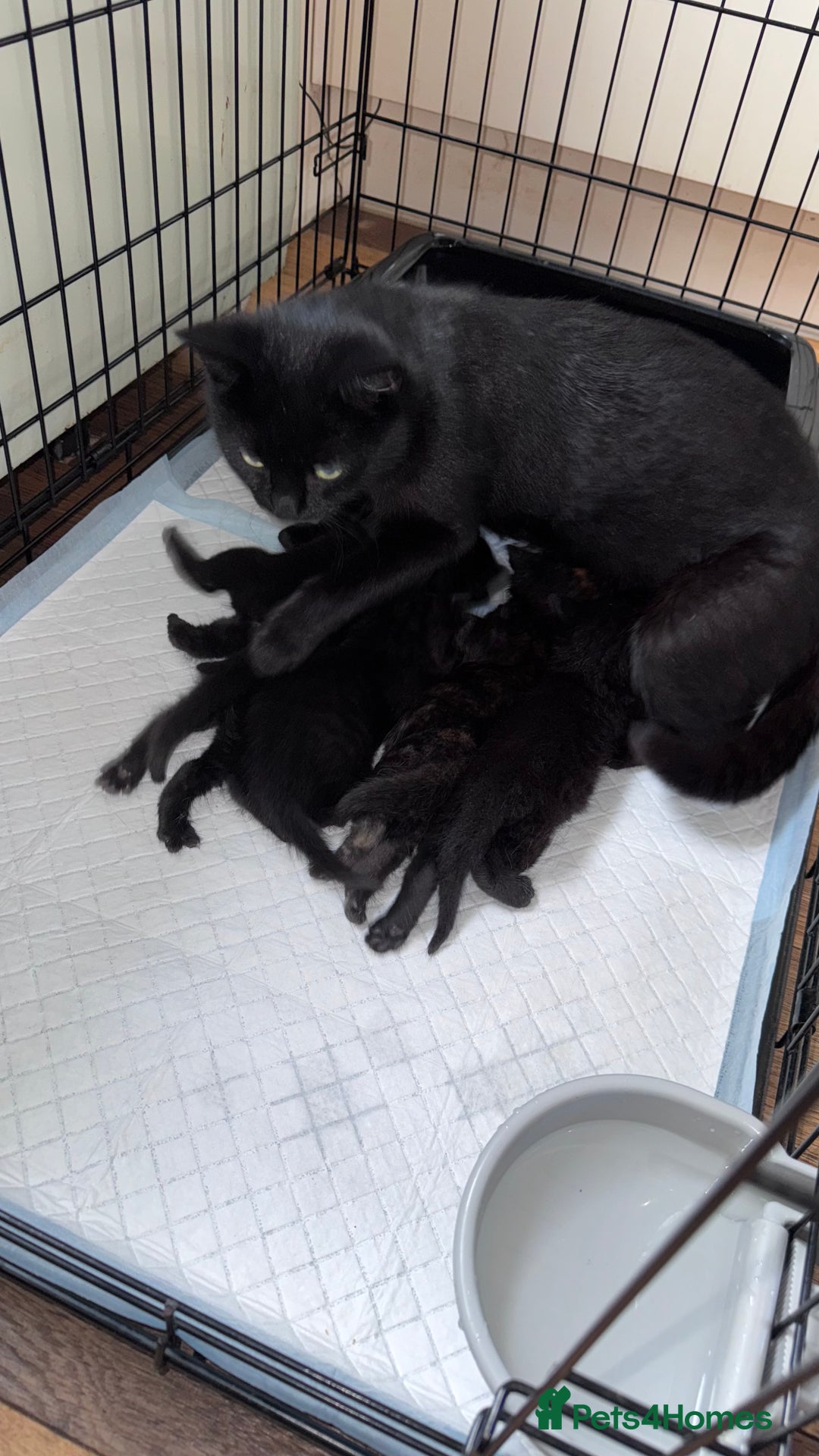 Mixed Breed cats for sale: Adorable Kittens Ready for Their Forever Homes🐾 - Image 7