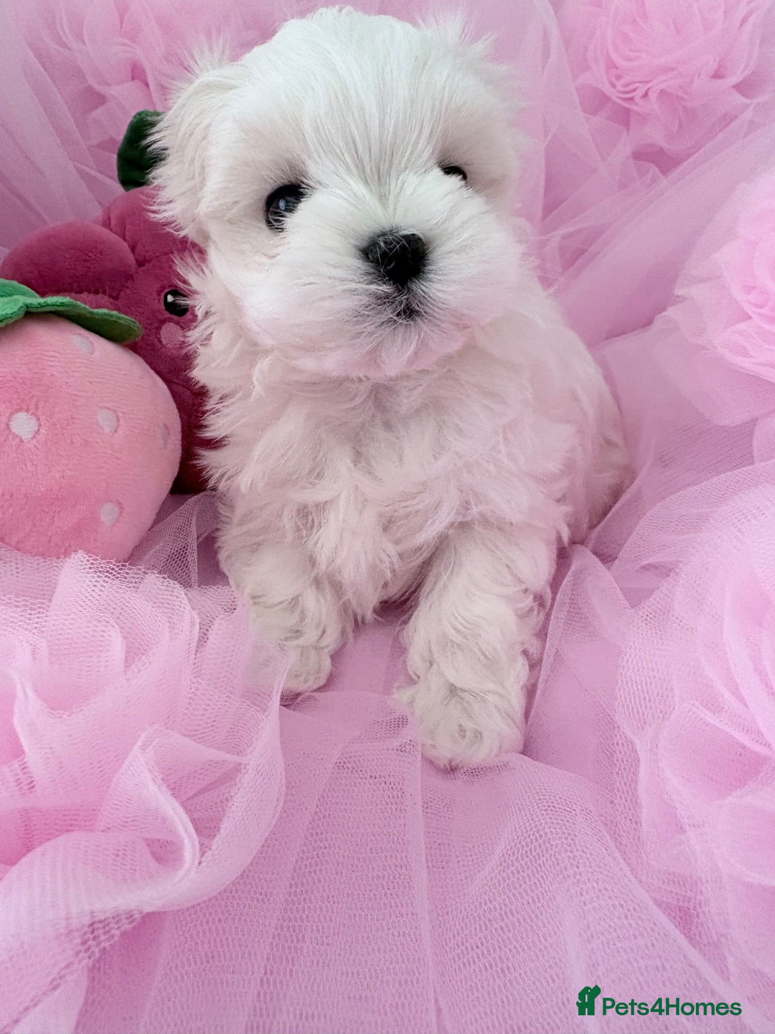 Maltese dogs 💗Gorgeous Korean baby girl 💗 - Advert 13