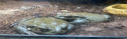 Toad reptiles for sale: Colorado river toads - Advert 2