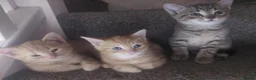Bengal cats for sale: Bengal X British short-haired  - Advert 3