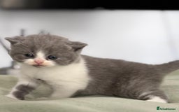 British Shorthair cats for sale: 2 LITTERS GCCF HEALTH TESTED BSH KITTENS - Image 8