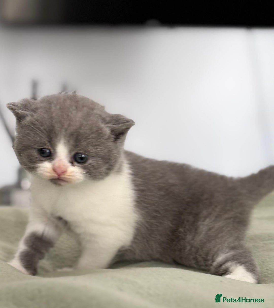 British Shorthair cats for sale: 2 LITTERS GCCF HEALTH TESTED BSH KITTENS - Image 8