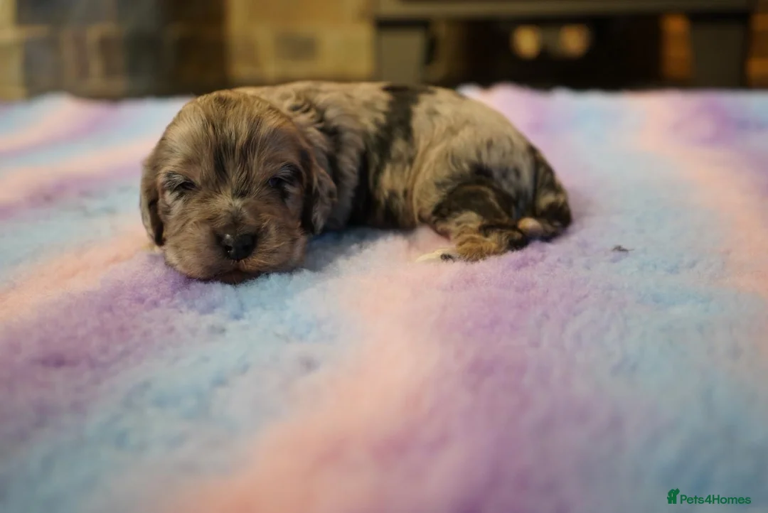 Cockapoo dogs for sale: Beautiful Health Tester Cockapoo Babies 🐾🐾🐾 - Advert 4