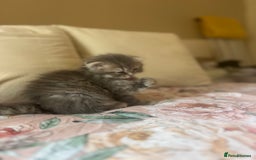 Scottish Fold cats for sale: Stunning long hair Scottish fold  - Image 6