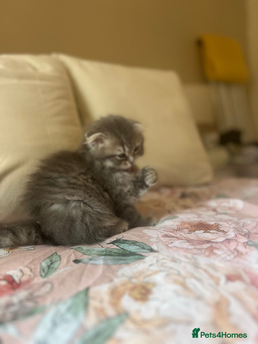 Scottish Fold cats for sale: Stunning long hair Scottish fold  - Image 6