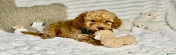 Toy Poodle dogs for sale: Toy poodle  puppies  - Advert 19